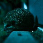 hedgehog.fencing hedgehog in garden