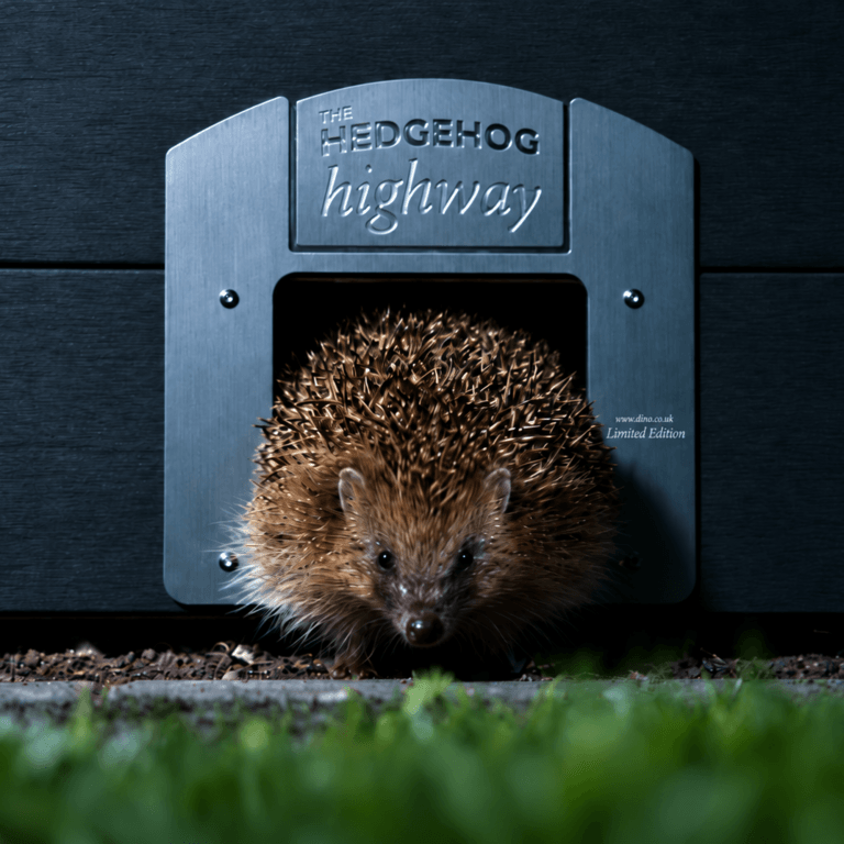 hedgehog.highway hedgehog passing through hedgehog highway at night