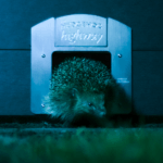 hedgehog.safety.highway.hole.gate hedgehog moving between gardens using a hedgehog highway